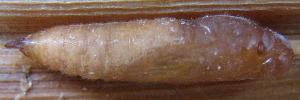 Pupae Side of Small Darter - Telicota brachydesma